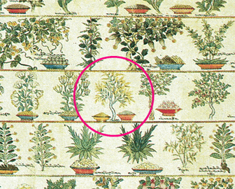 四部医典タンカ