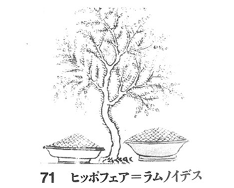 四部医典タンカ